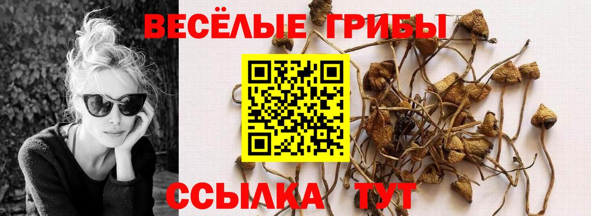 Галлюциногенные грибы Psilocybine cubensis Людиново